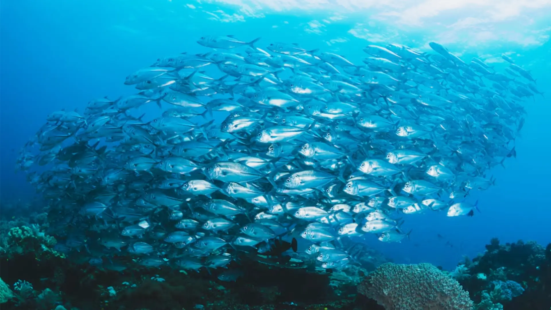 魚油是海洋兇手？做對「這件事」 保健康也保地球！
