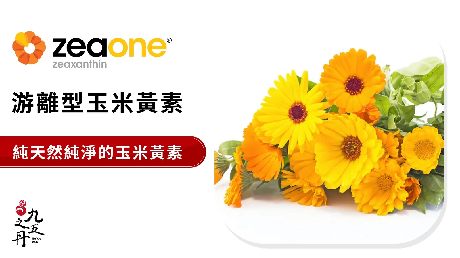 Zeaone 游離型玉米黃素