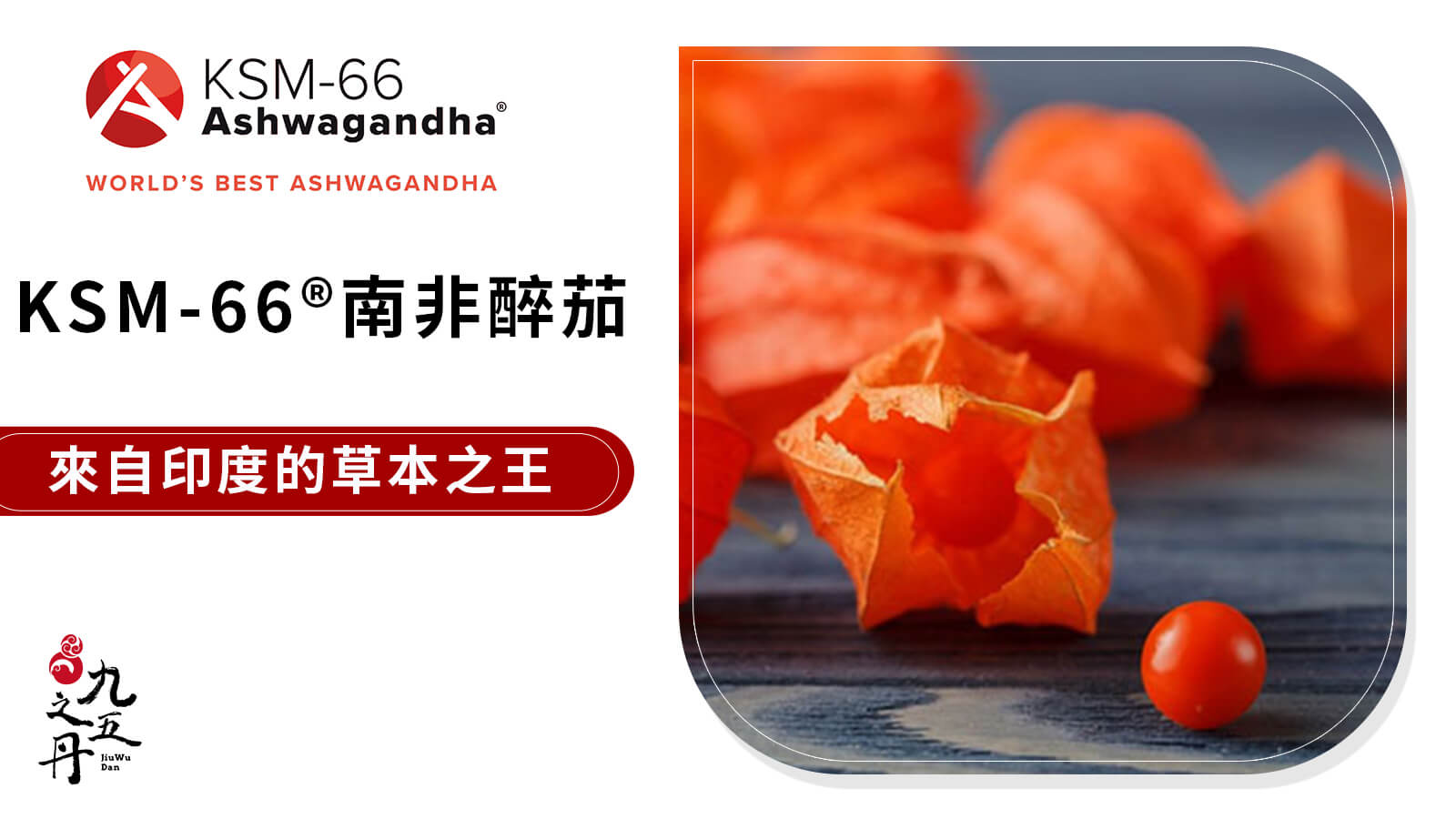 KSM-66®南非醉茄-來自印度的草本之王